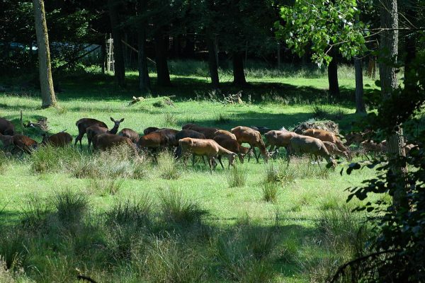 Wildwald_Vosswinkel_-_2008-07-15_(2671744035)